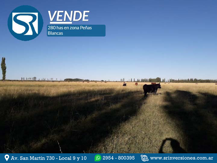 VENDE: 280 HECTÁREAS EN PEÑAS BLANCAS &#8211; RÍO NEGRO